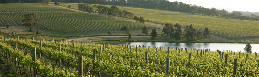 vineyard